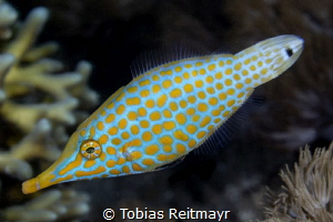 Longnose Filefish by Tobias Reitmayr 